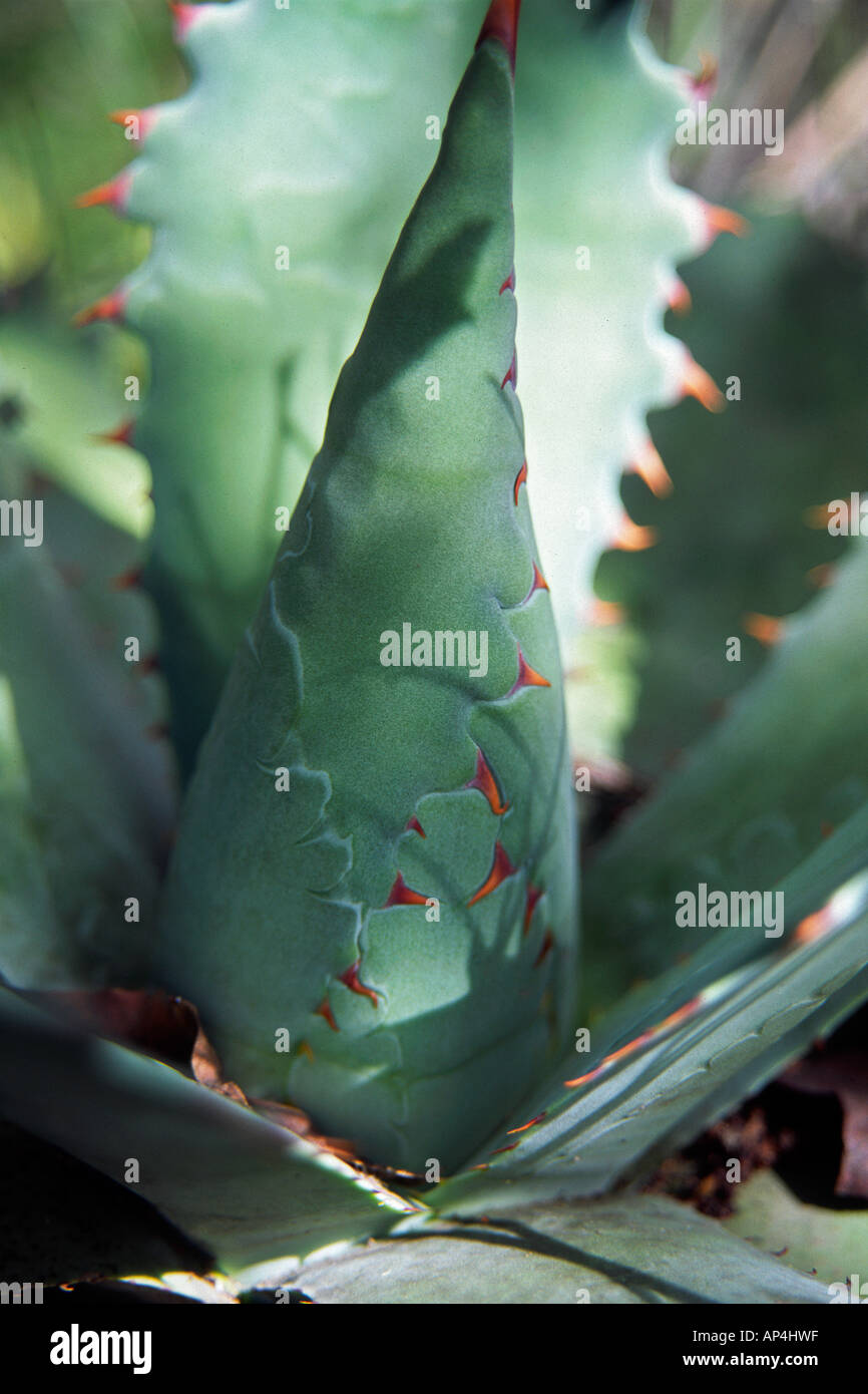 Mexico, Oaxaca, Guelatao. A beautiful tobala agave Stock Photo - Alamy