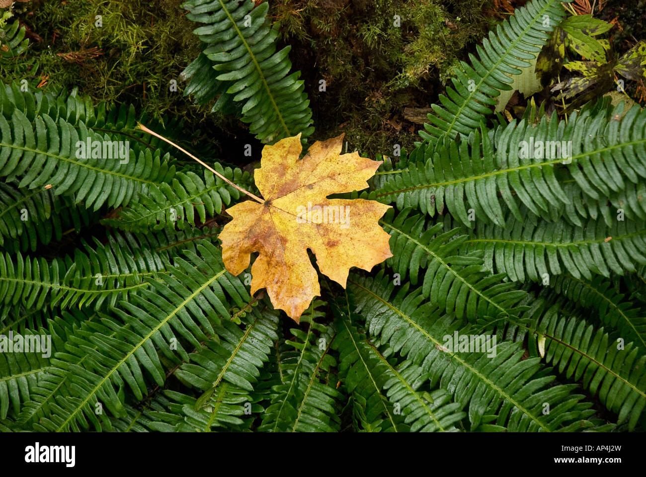leaf of Bigleaf Maple rests atop fern in forest Bainbridge Island Washington Stock Photo