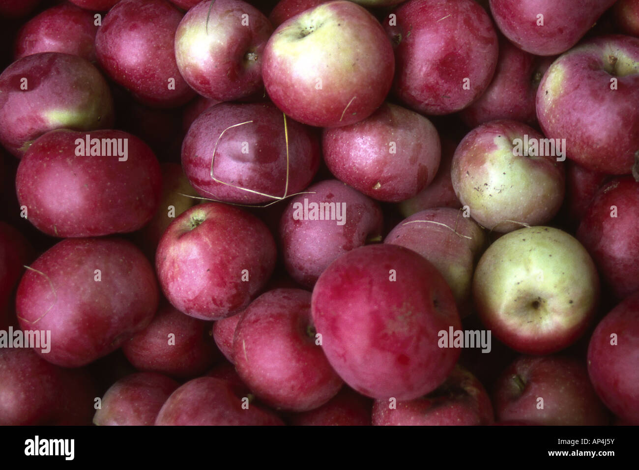 Freshly picked apples for sale at an orchard in Massachusetts Stock