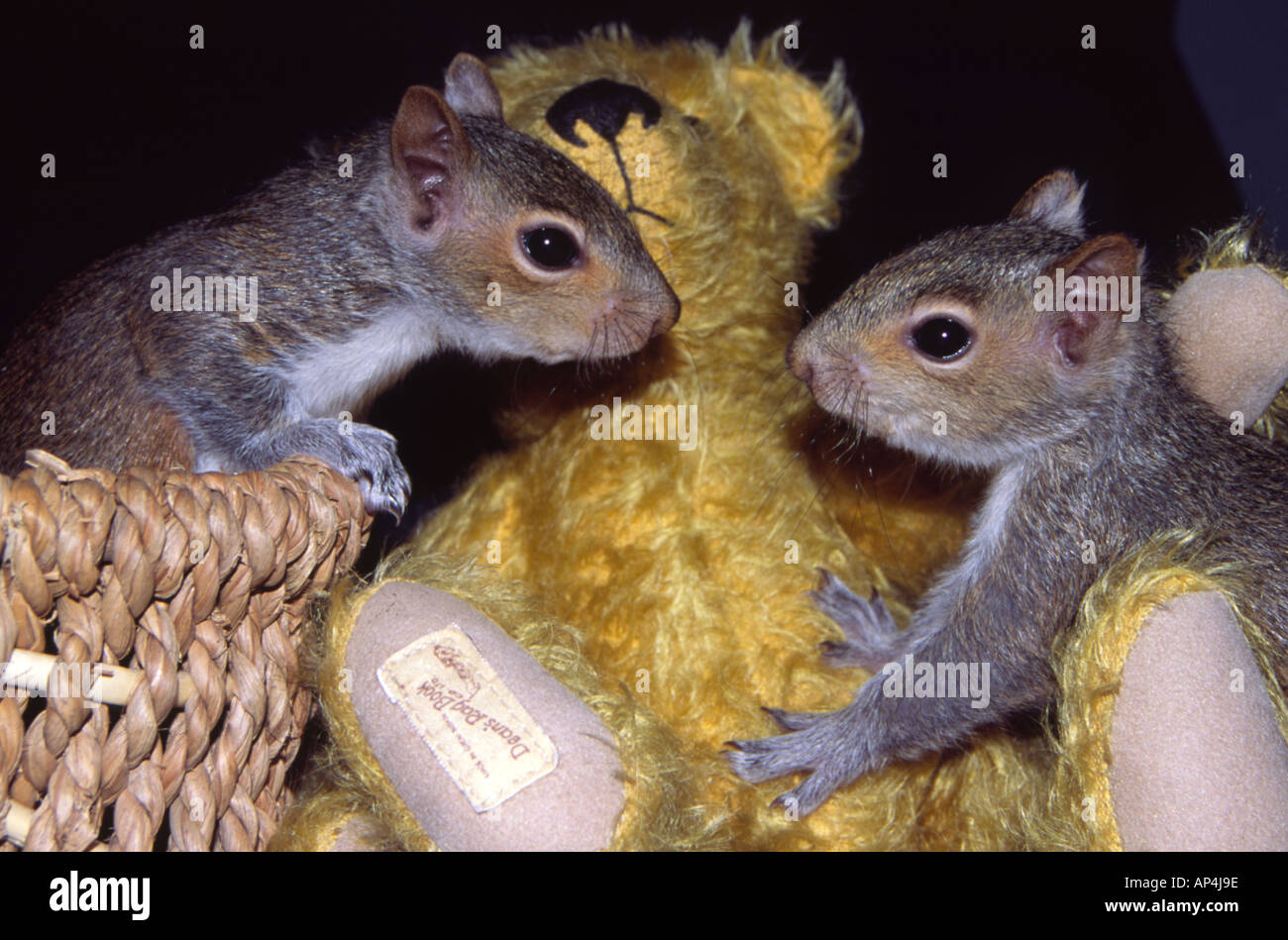 Baby Squirrells Stock Photo