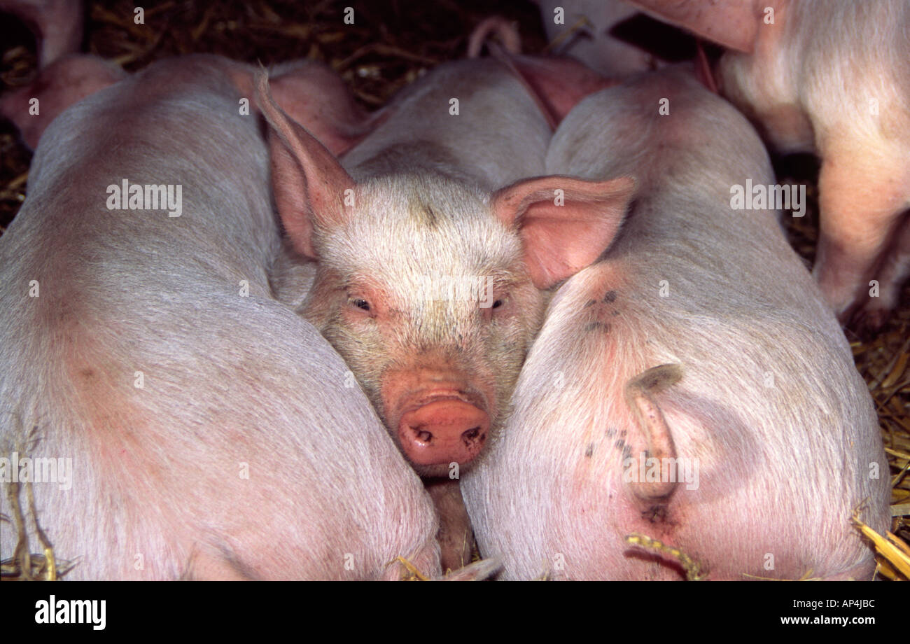 Large white X Breed, weaner piglets resting sleeping Stock Photo