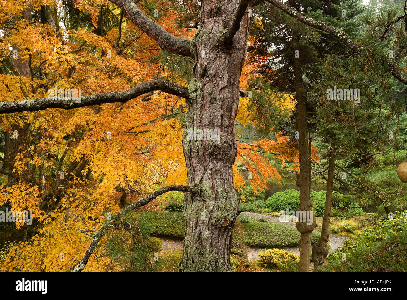 Japanese Garden at Bainbridge Island Washington Stock Photo
