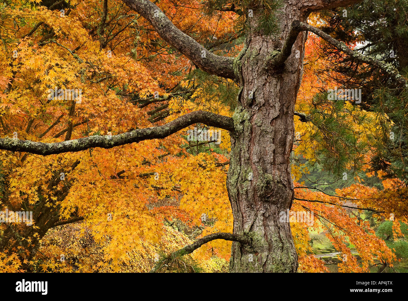 trees at Japanese Garden--Bainbridge Island Washington Stock Photo