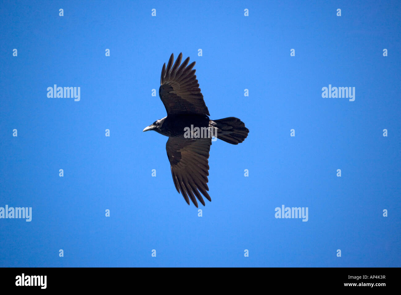 Raven in flight Corvus corax Arizona desert USA Stock Photo - Alamy