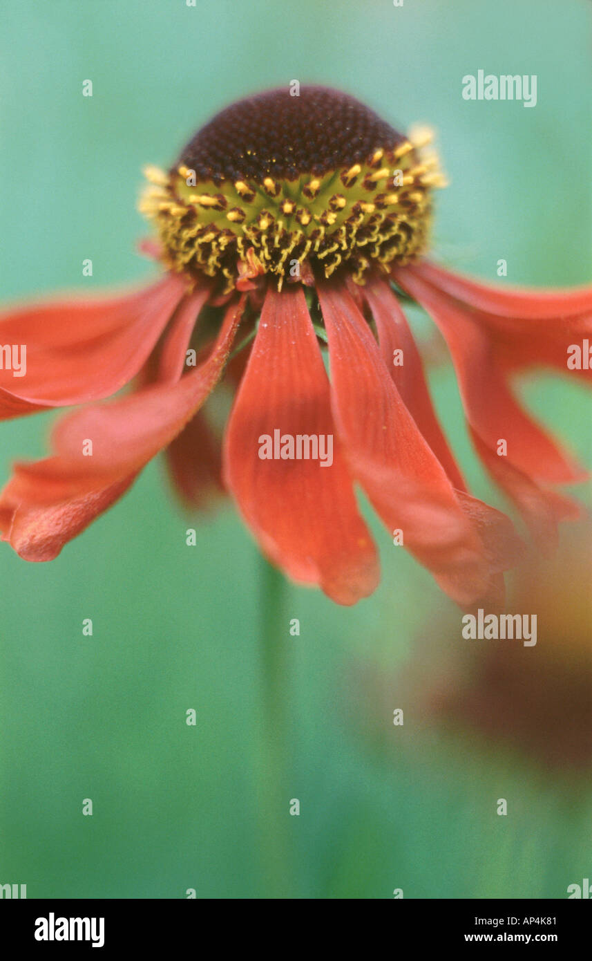 English garden flower helenium hi-res stock photography and images - Alamy