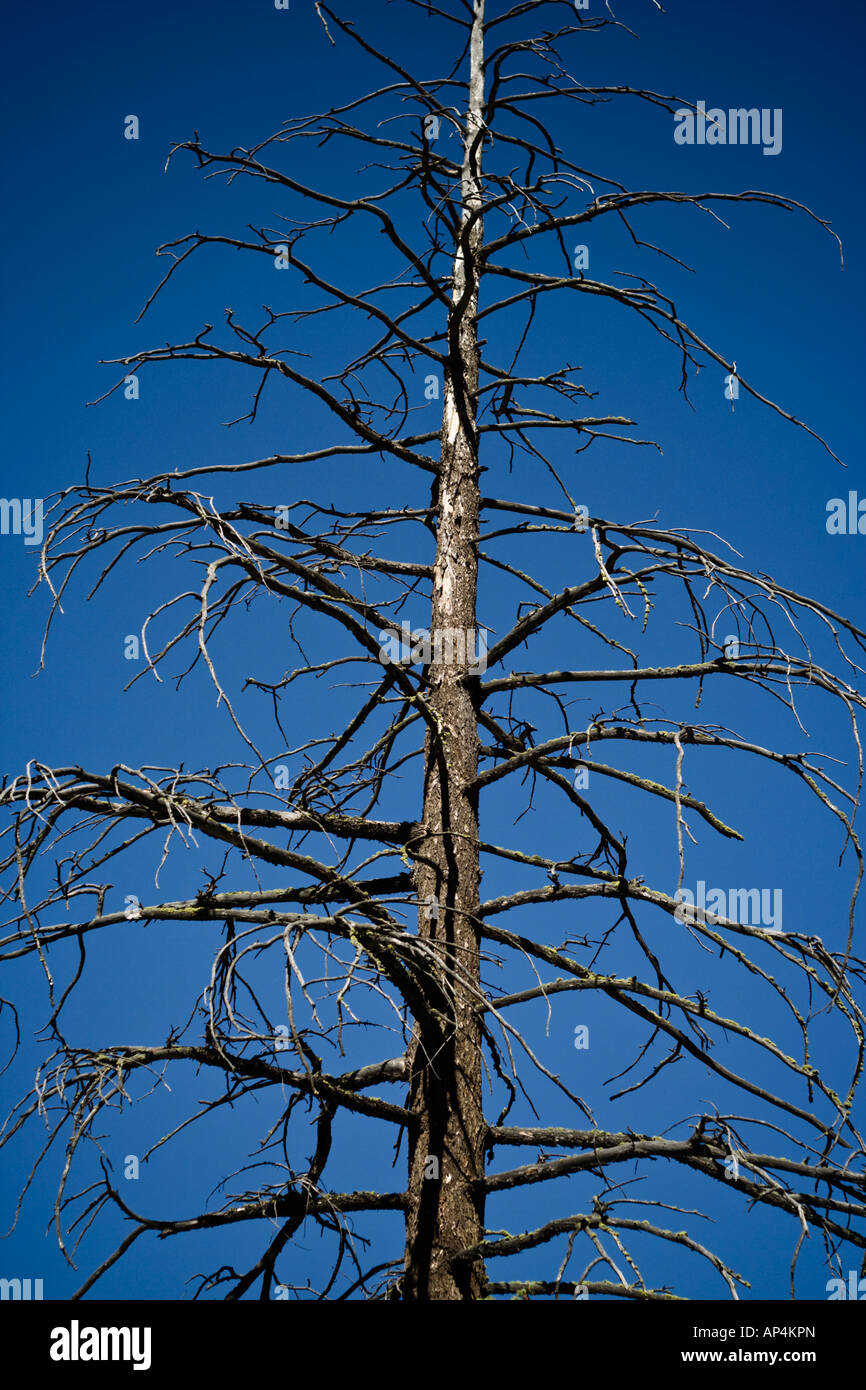 Dead fir tree hires stock photography and images Alamy