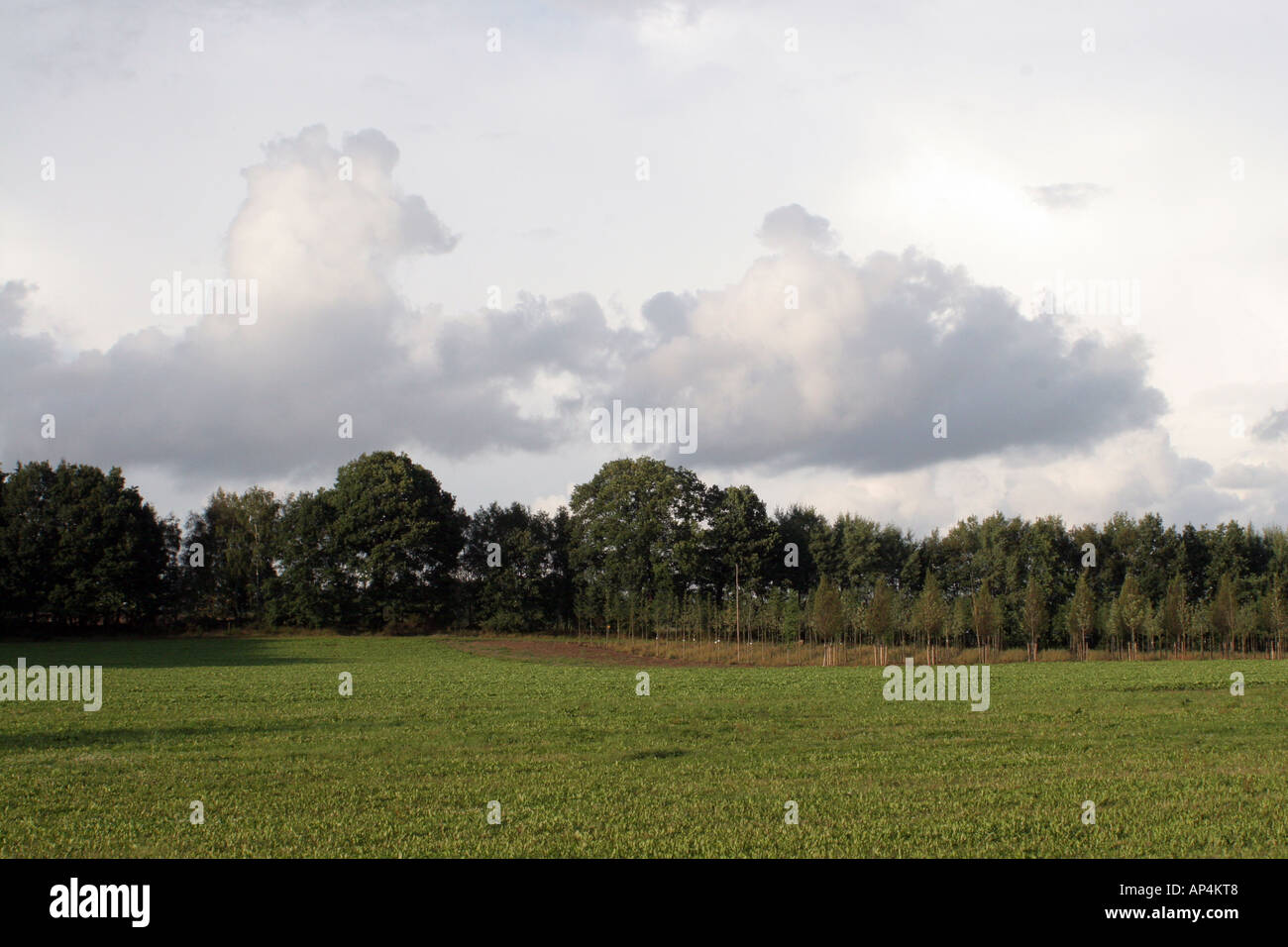 Hamburg dark forest hi-res stock photography and images - Alamy