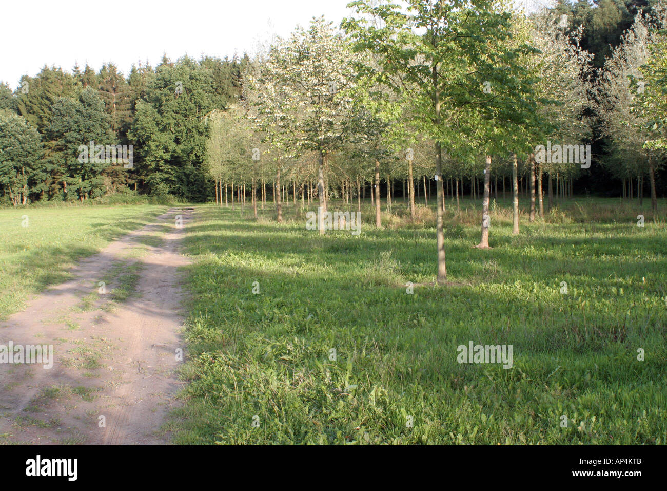 Hamburg dark forest hi-res stock photography and images - Alamy