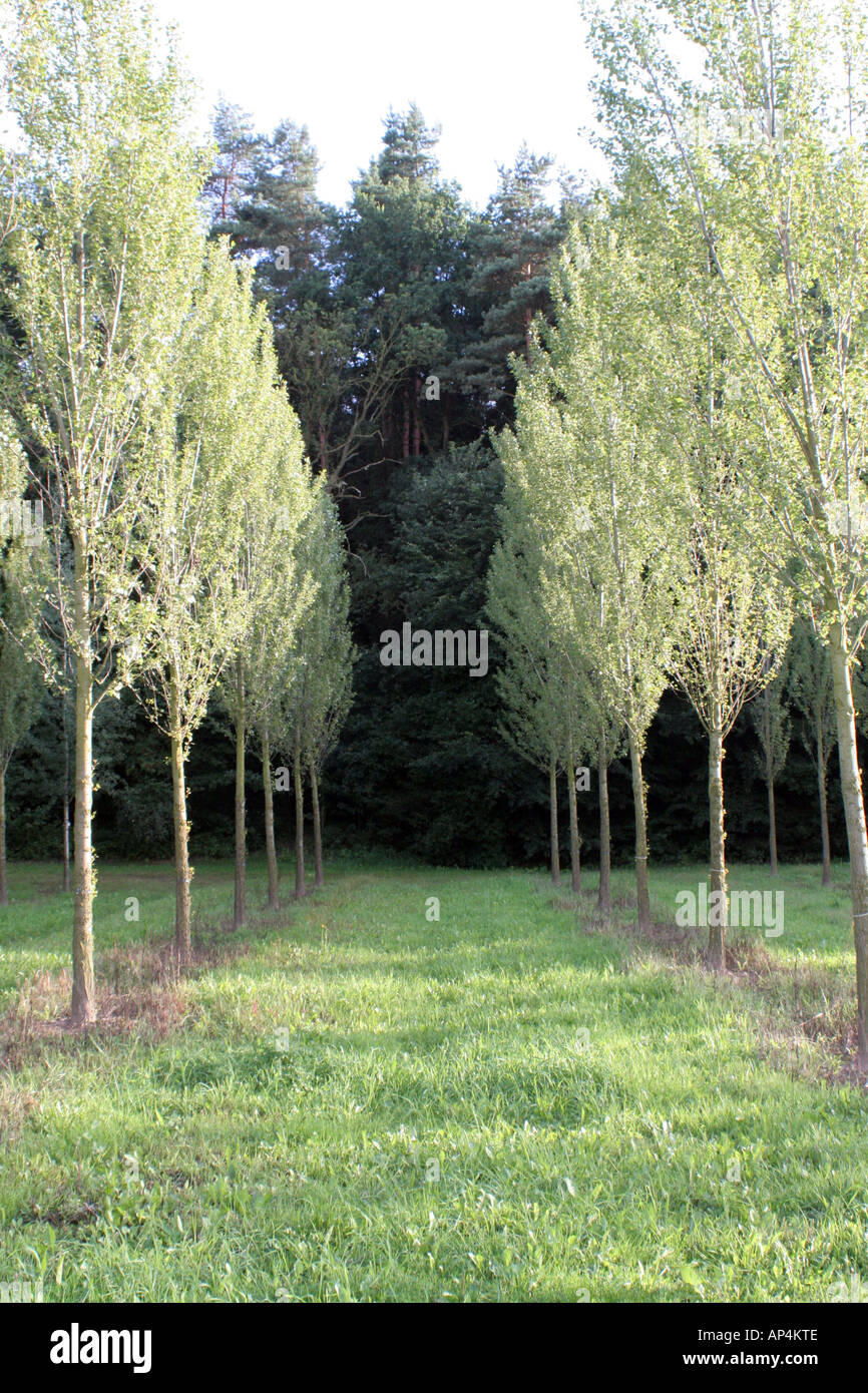 Hamburg dark forest hi-res stock photography and images - Alamy