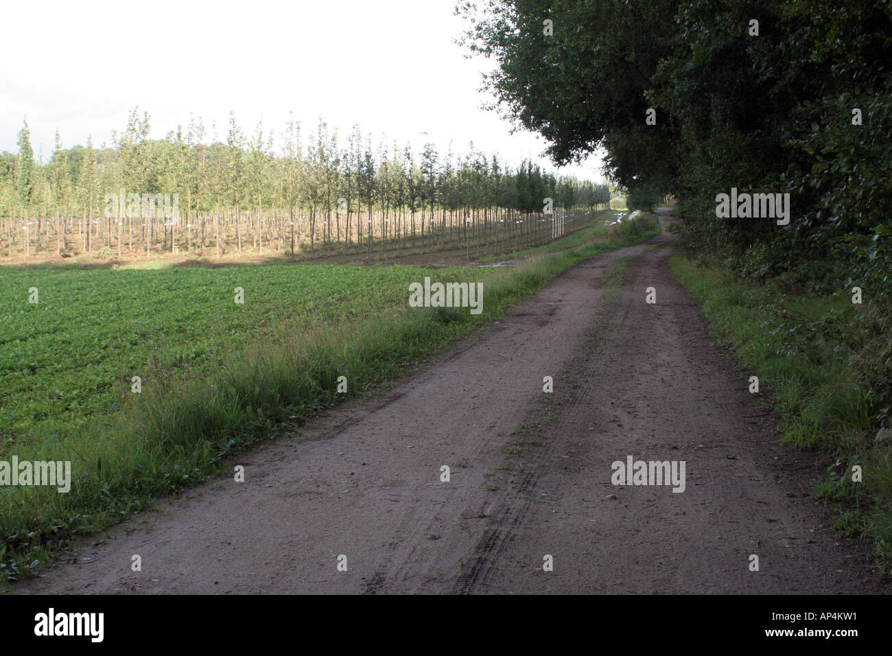 Hamburg dark forest hi-res stock photography and images - Alamy