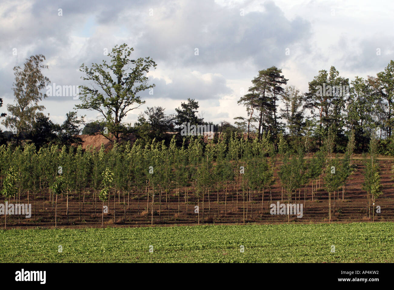 Hamburg dark forest hi-res stock photography and images - Alamy