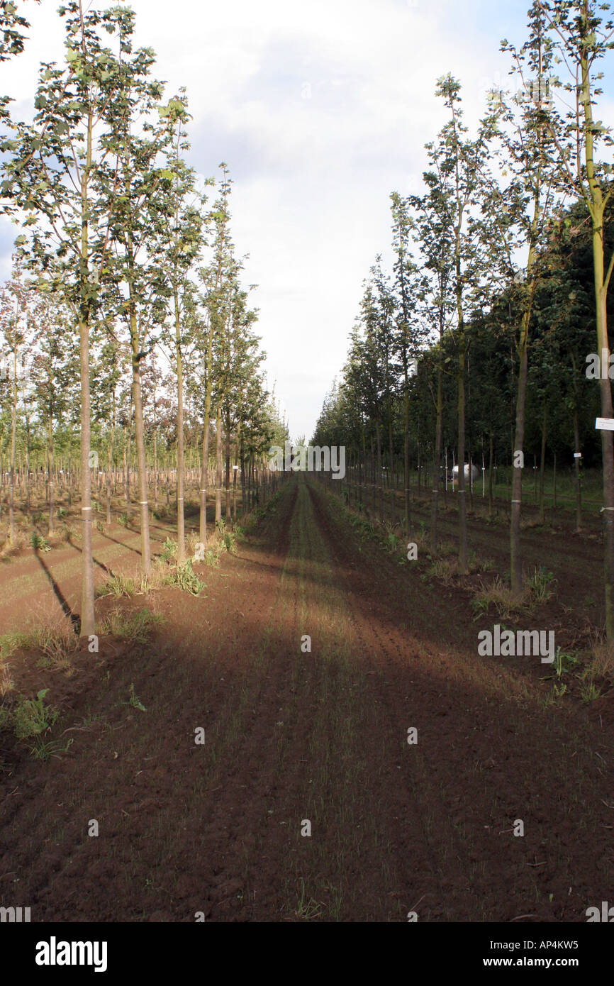 Hamburg dark forest hi-res stock photography and images - Alamy