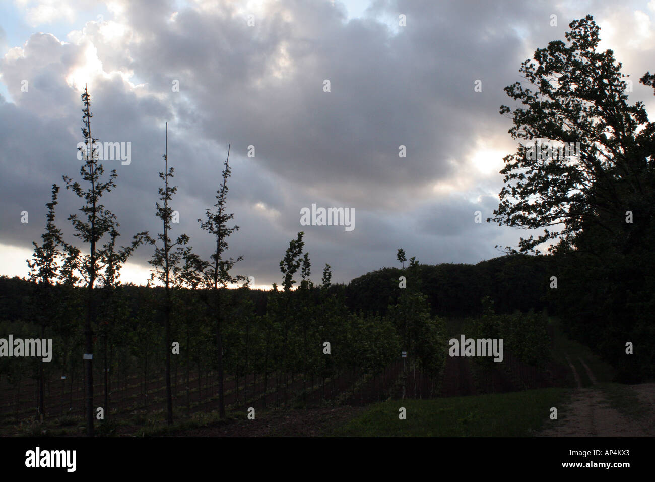 Hamburg dark forest hi-res stock photography and images - Alamy