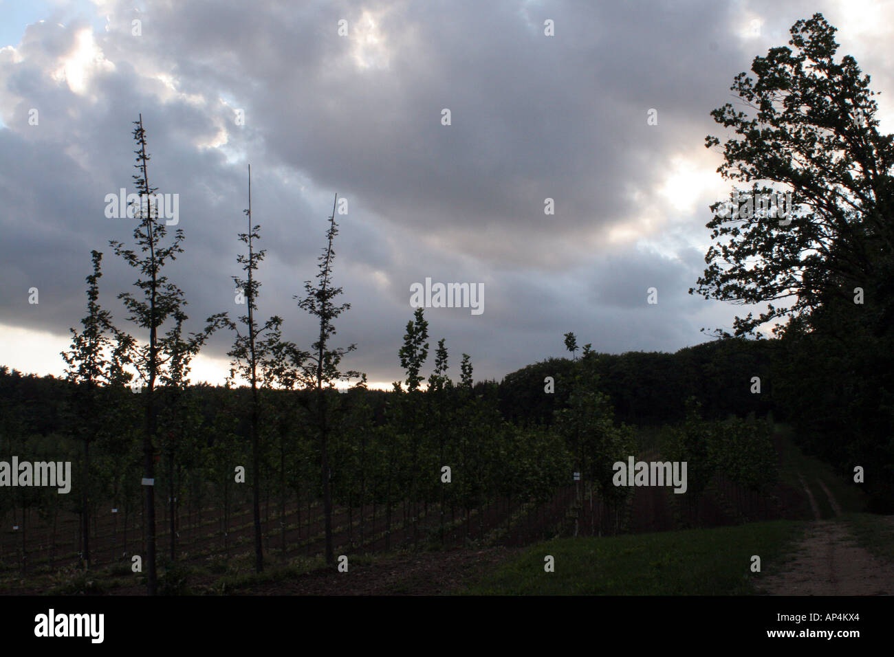 Hamburg dark forest hi-res stock photography and images - Alamy