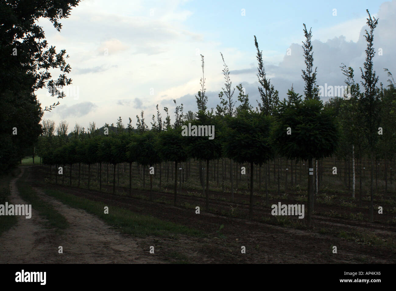 Hamburg dark forest hi-res stock photography and images - Alamy