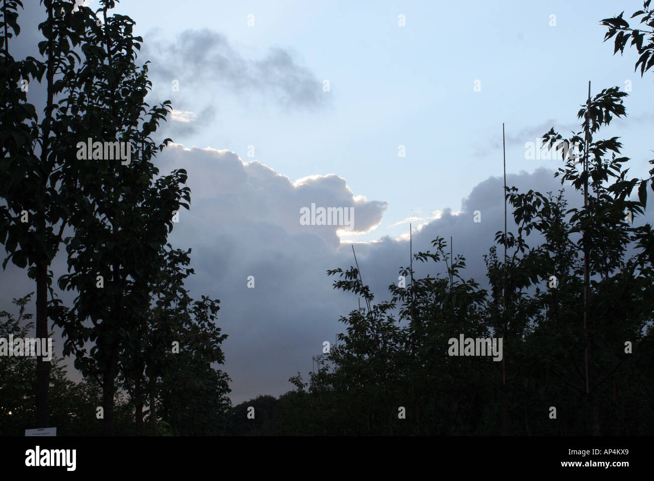 Hamburg dark forest hi-res stock photography and images - Alamy