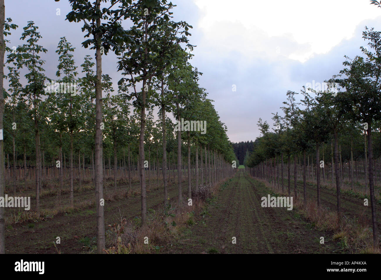Hamburg dark forest hi-res stock photography and images - Alamy
