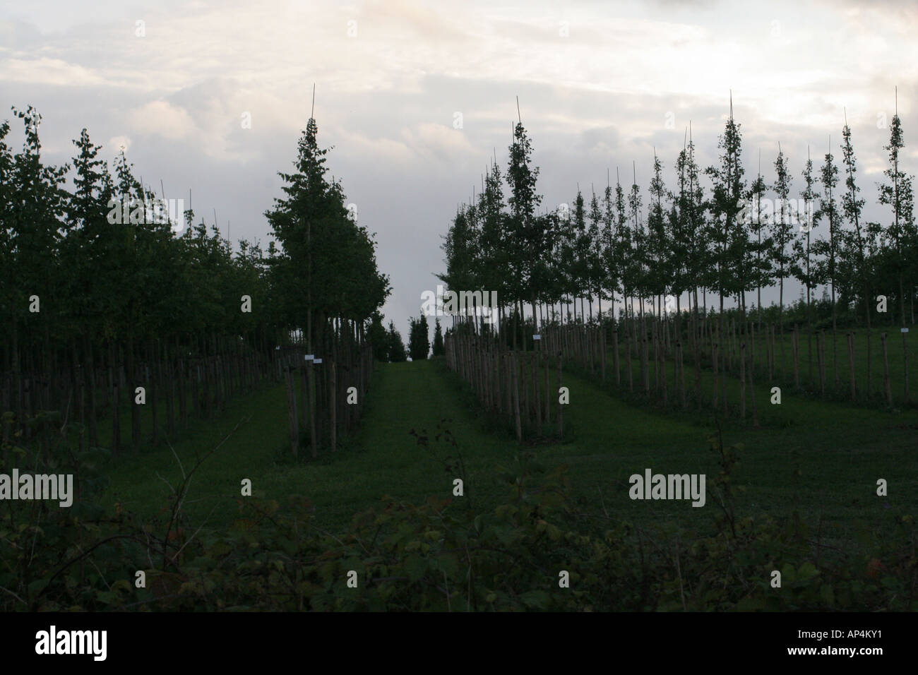 Hamburg dark forest hi-res stock photography and images - Alamy