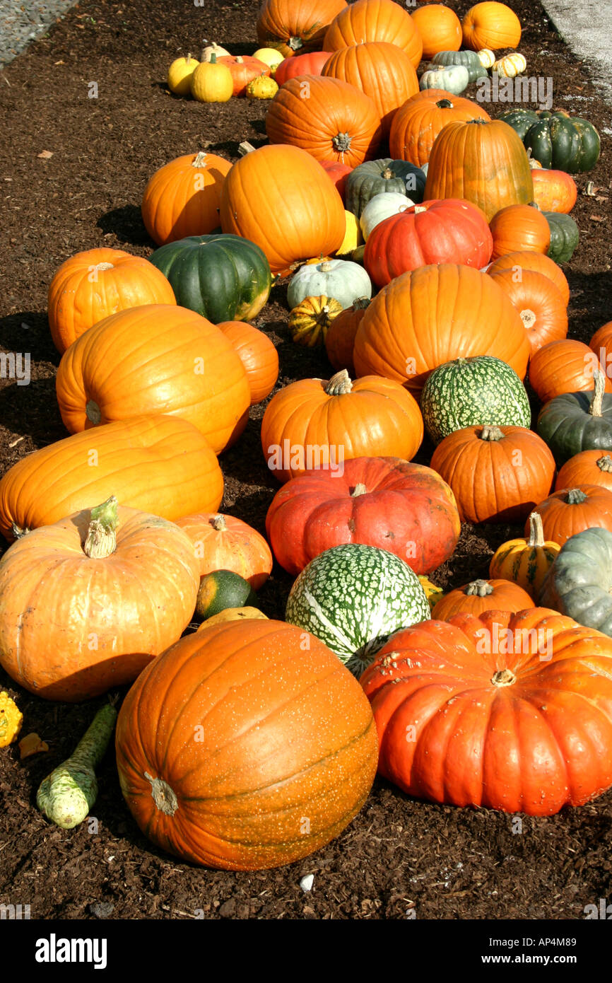 Pumpkin group on the ground Stock Photo