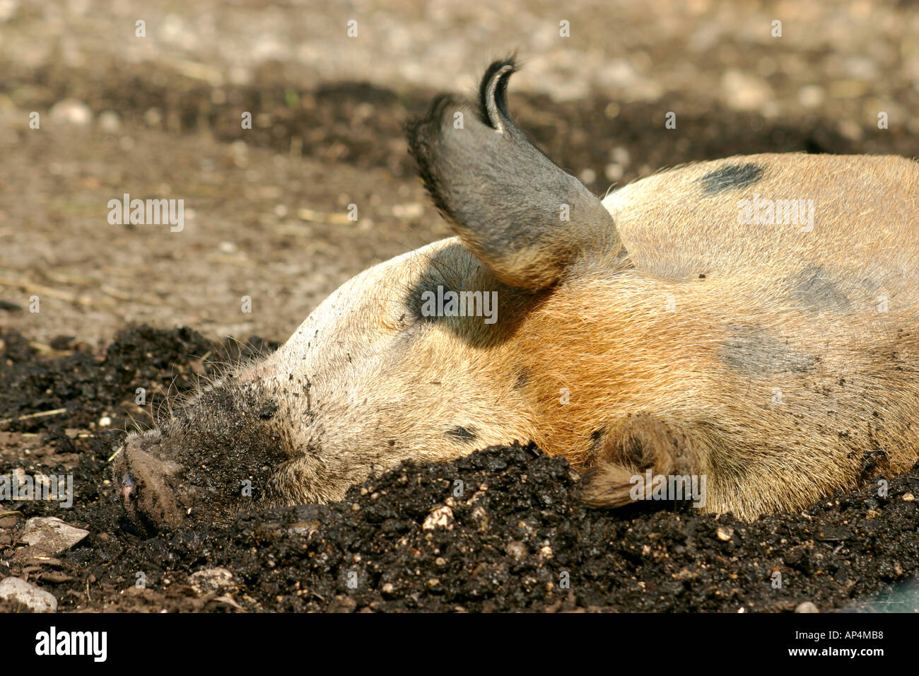 A happy pig wallowing in the mud Stock Photo - Alamy
