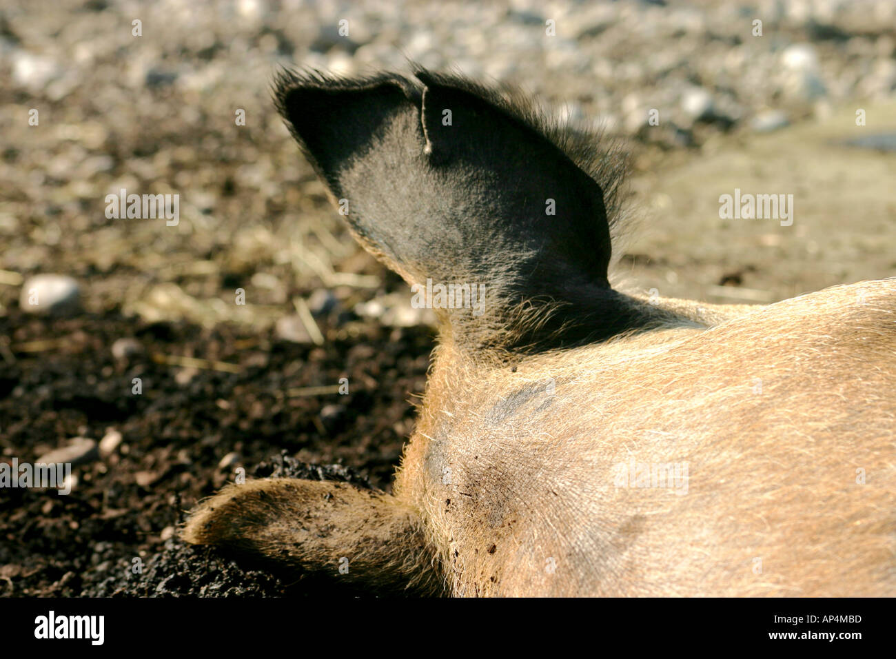 A pigs ears close up one buried in mud Stock Photo Alamy
