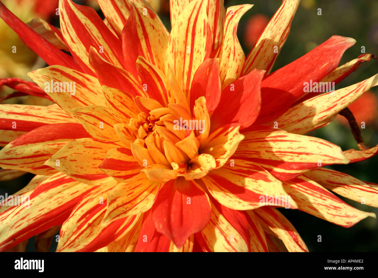 yellow and orange striped Dahlia flower at Buga Exhibition in Munich Germany Stock Photo