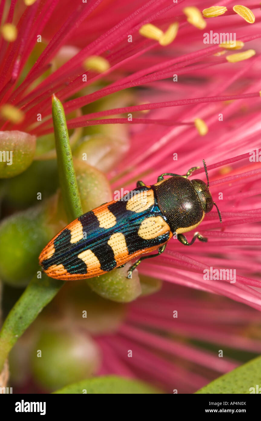 Australian jewel beetle on scarlet bottlebrush flower Stock Photo Alamy