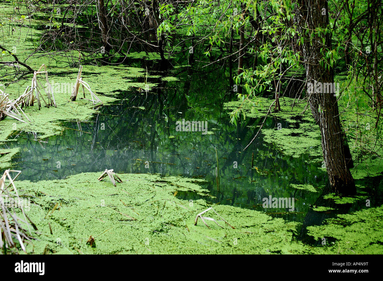 No water in pond hi-res stock photography and images - Alamy