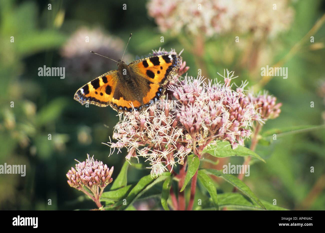 Red admiral butterfly resting on hemp agrimony in sunlight Stock Photo