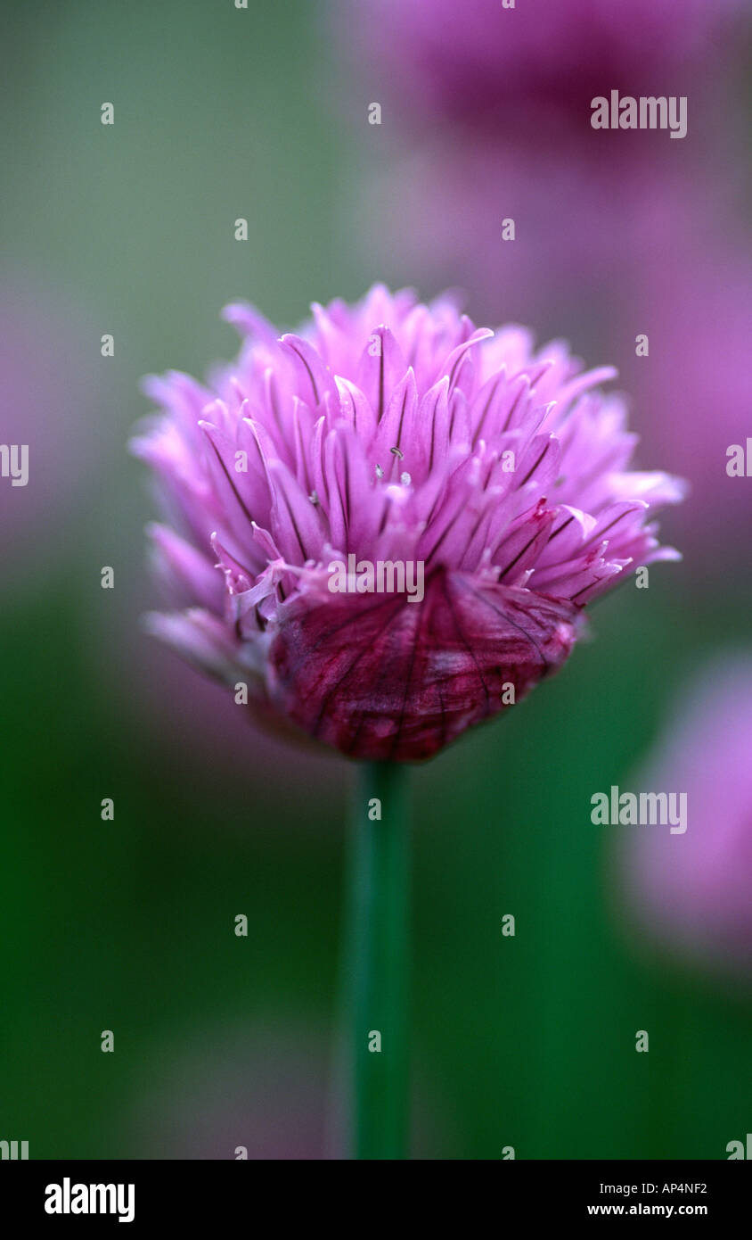 Allium schoenoprasum commonly known as Chives flower head Stock Photo