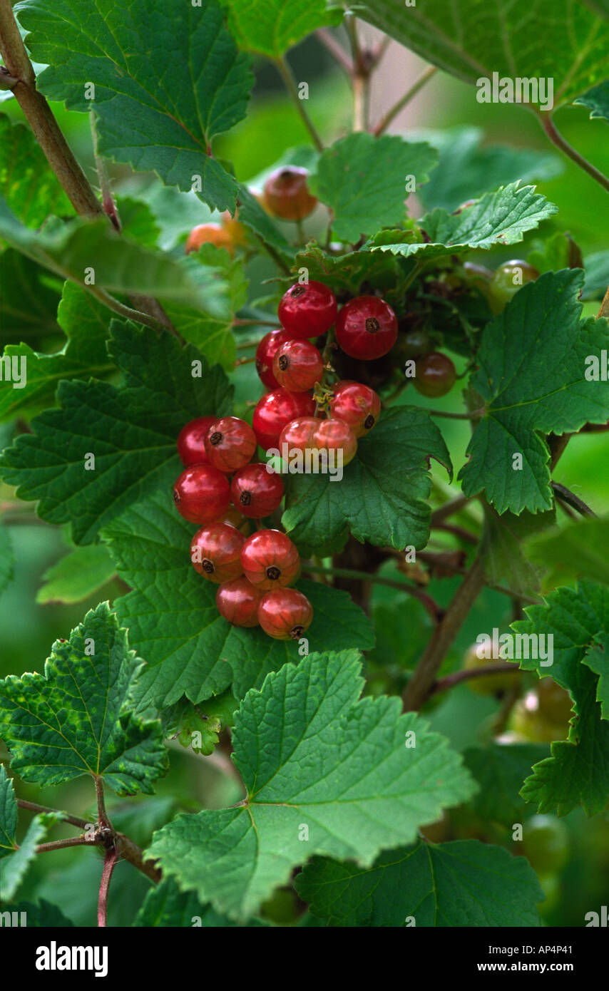 Redcurrant Redstart Stock Photo