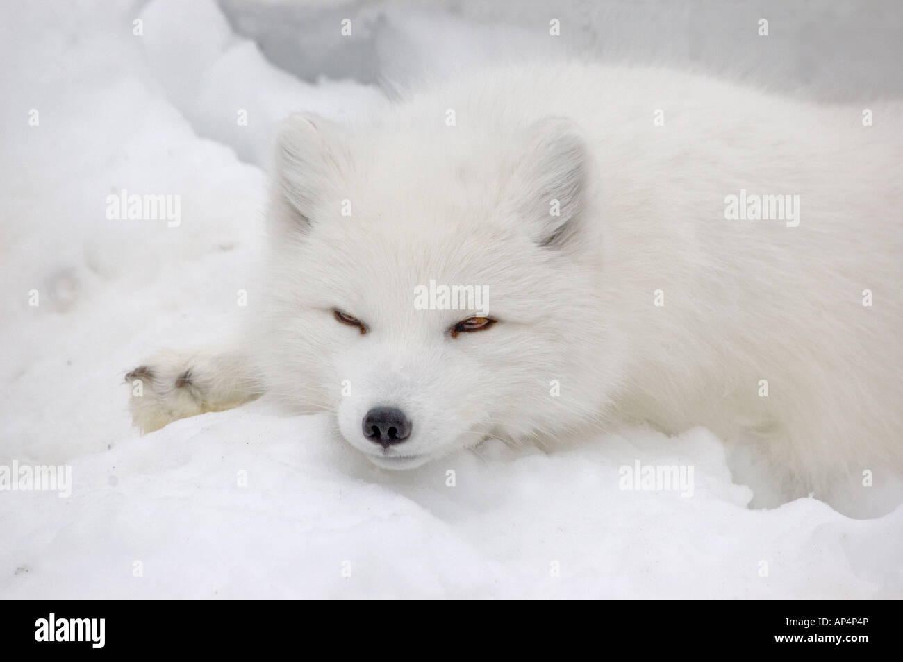 Arctic fox winter hi-res stock photography and images - Alamy