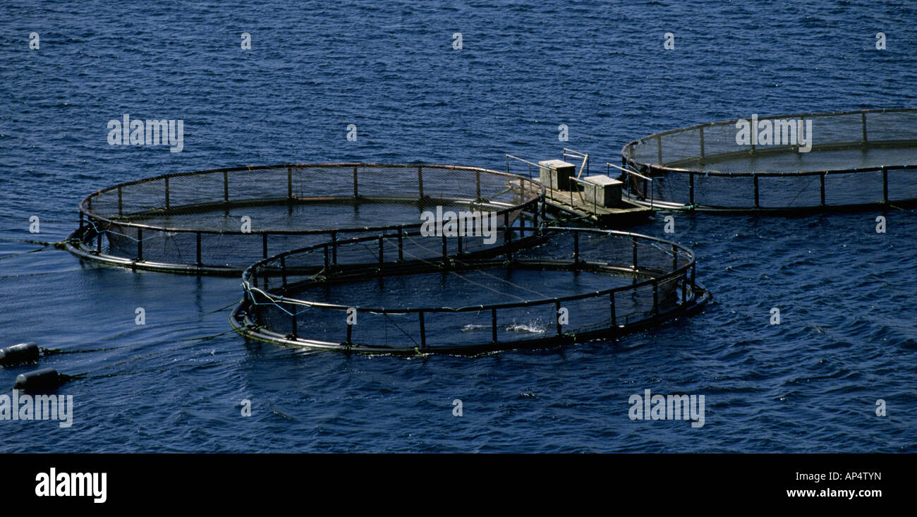 Shetland farming Salmon islands rugged views coast scenery Stock Photo