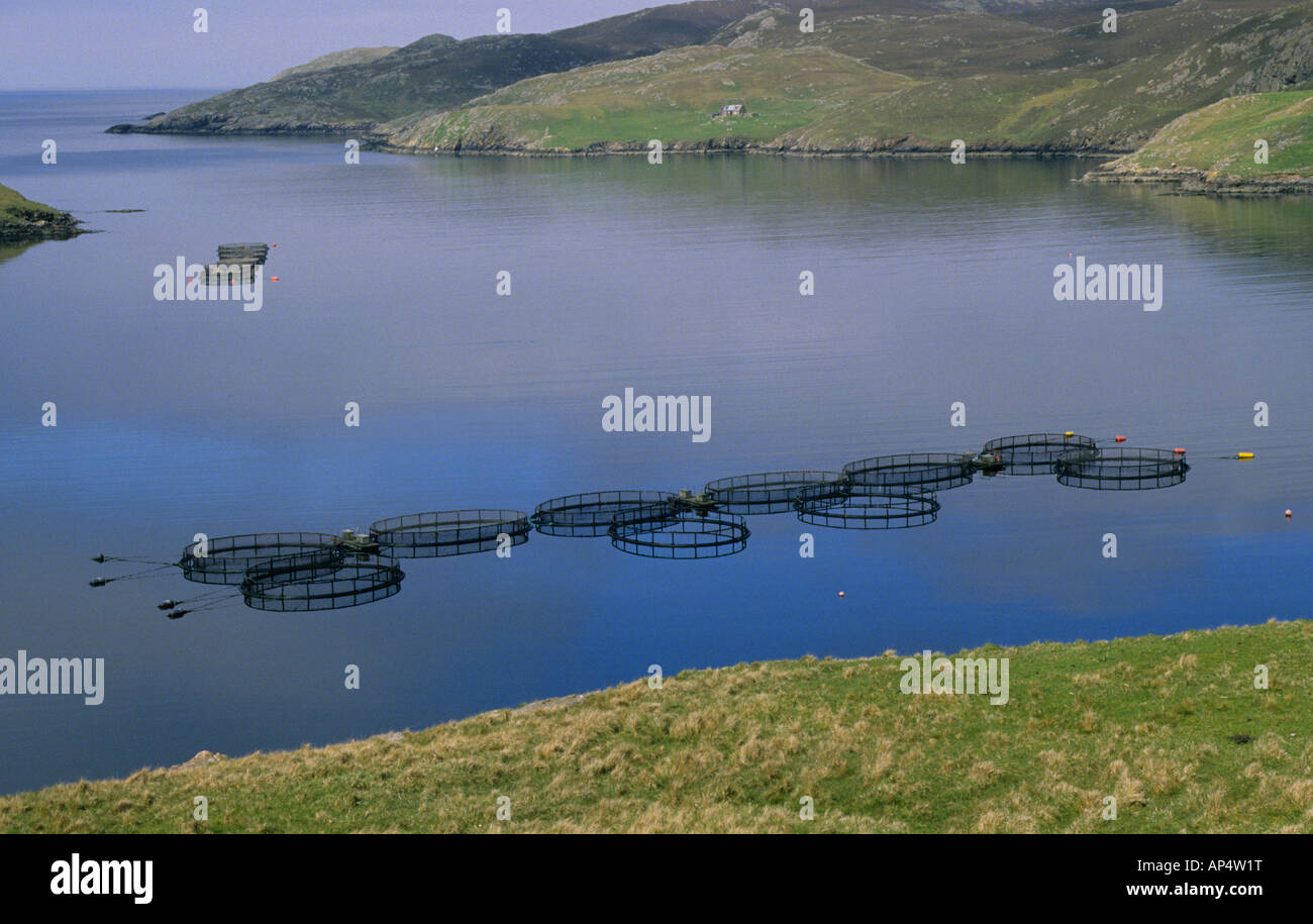 Shetland farming Salmon islands rugged views coast scenery Stock Photo ...