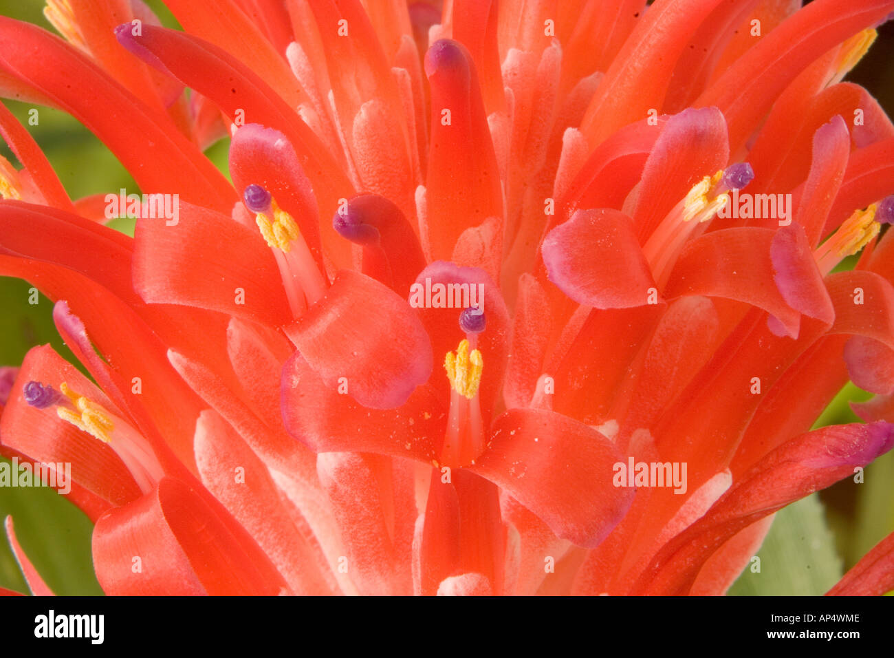 South America, Peru, Manu NP. Bromeliads flower ( Guzmania fam.) Stock Photo