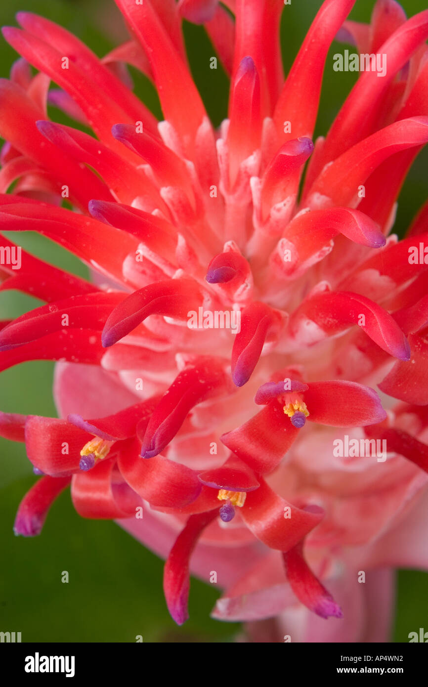 South America, Peru, Manu NP. Bromeliads flower ( Guzmania fam.) Stock Photo