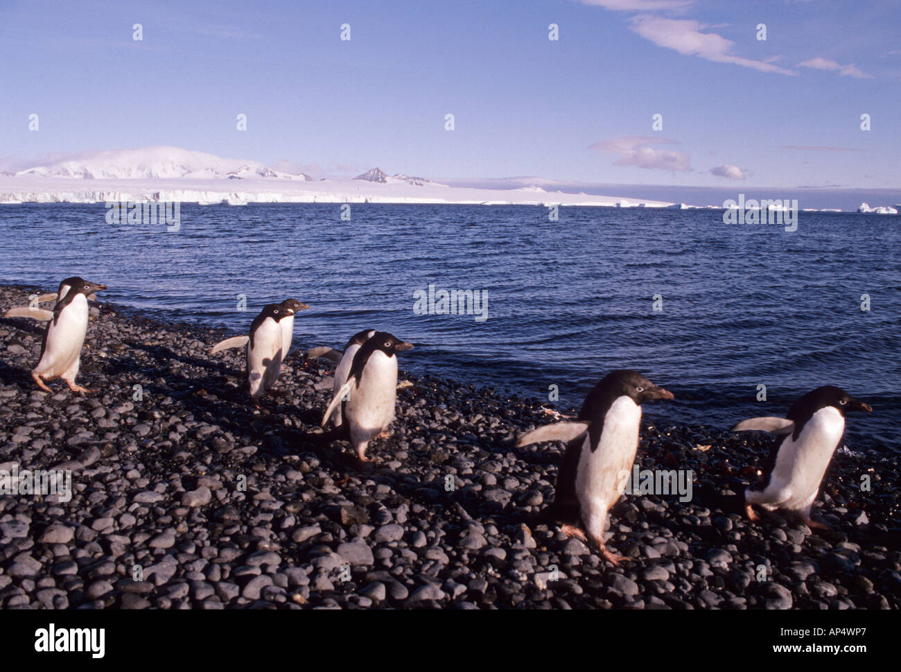 Adelie penguin breeding behavior hi-res stock photography and images ...