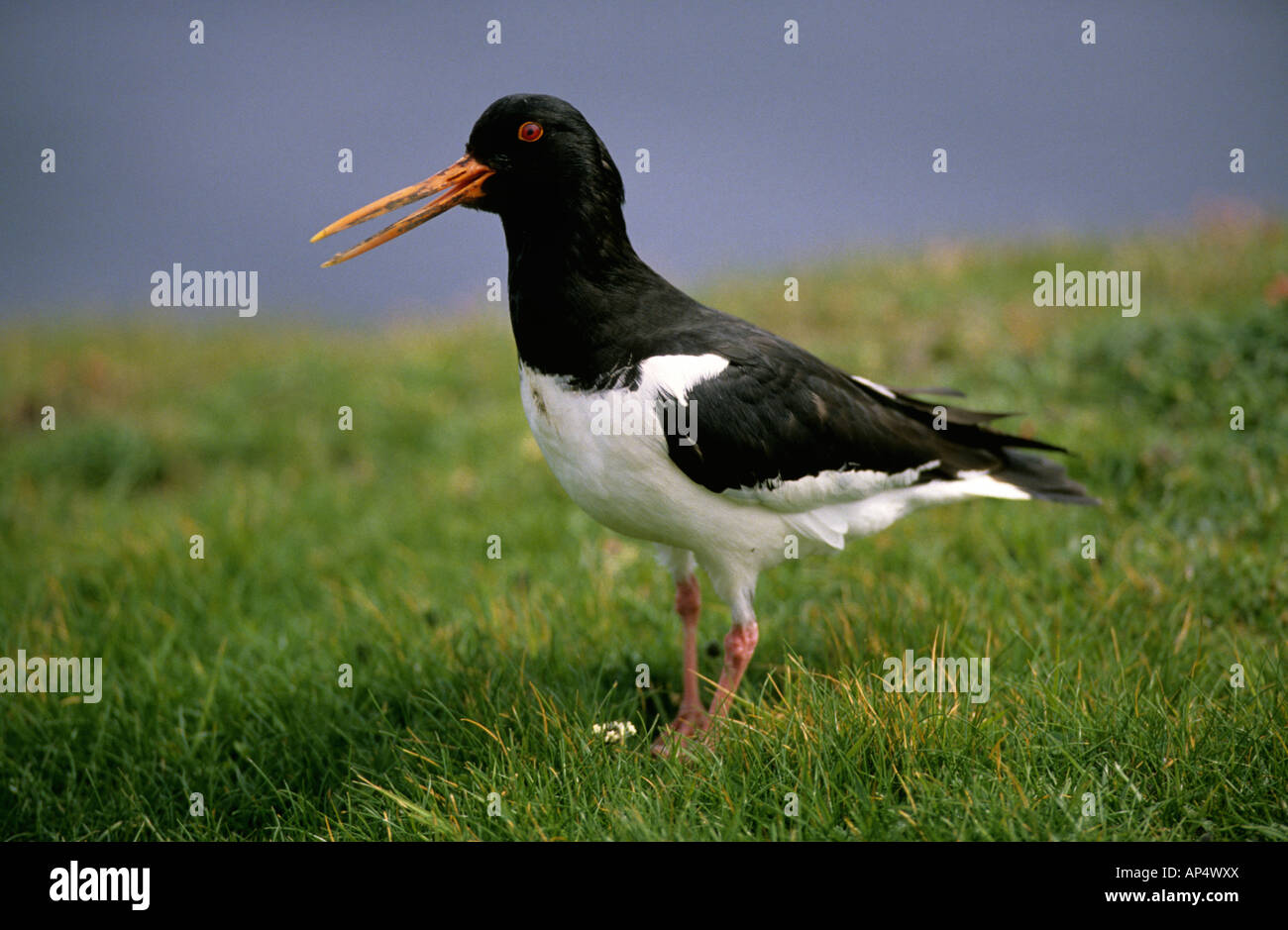Shetland wader bird oystercatcher islands rugged views coast scenery