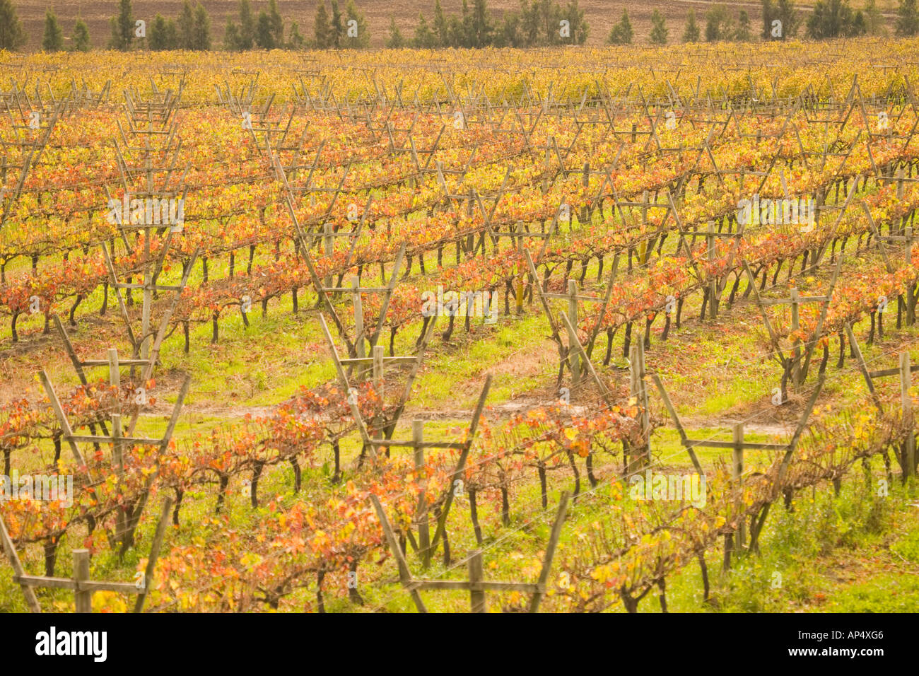 Vineyards in Fall Colors, Juanico Winery, Uruguay's largest and most