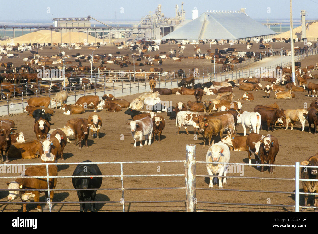 Cattle feed lots Stock Photo Alamy
