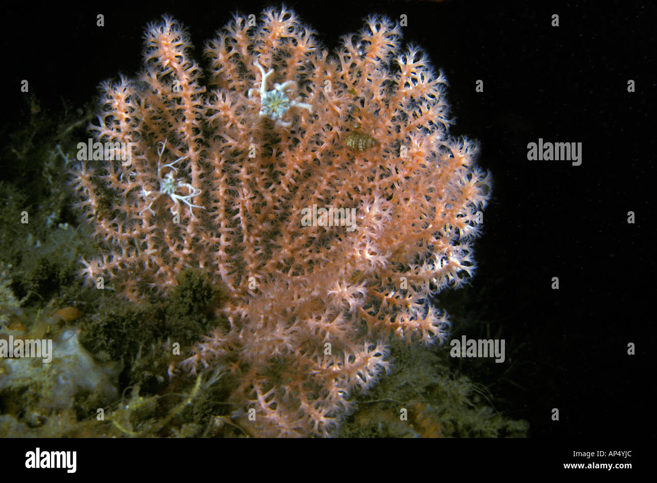 A cold water gorgonian sea fan, Calcigorgia spiculifera, British Columbia, Canada. Stock Photo