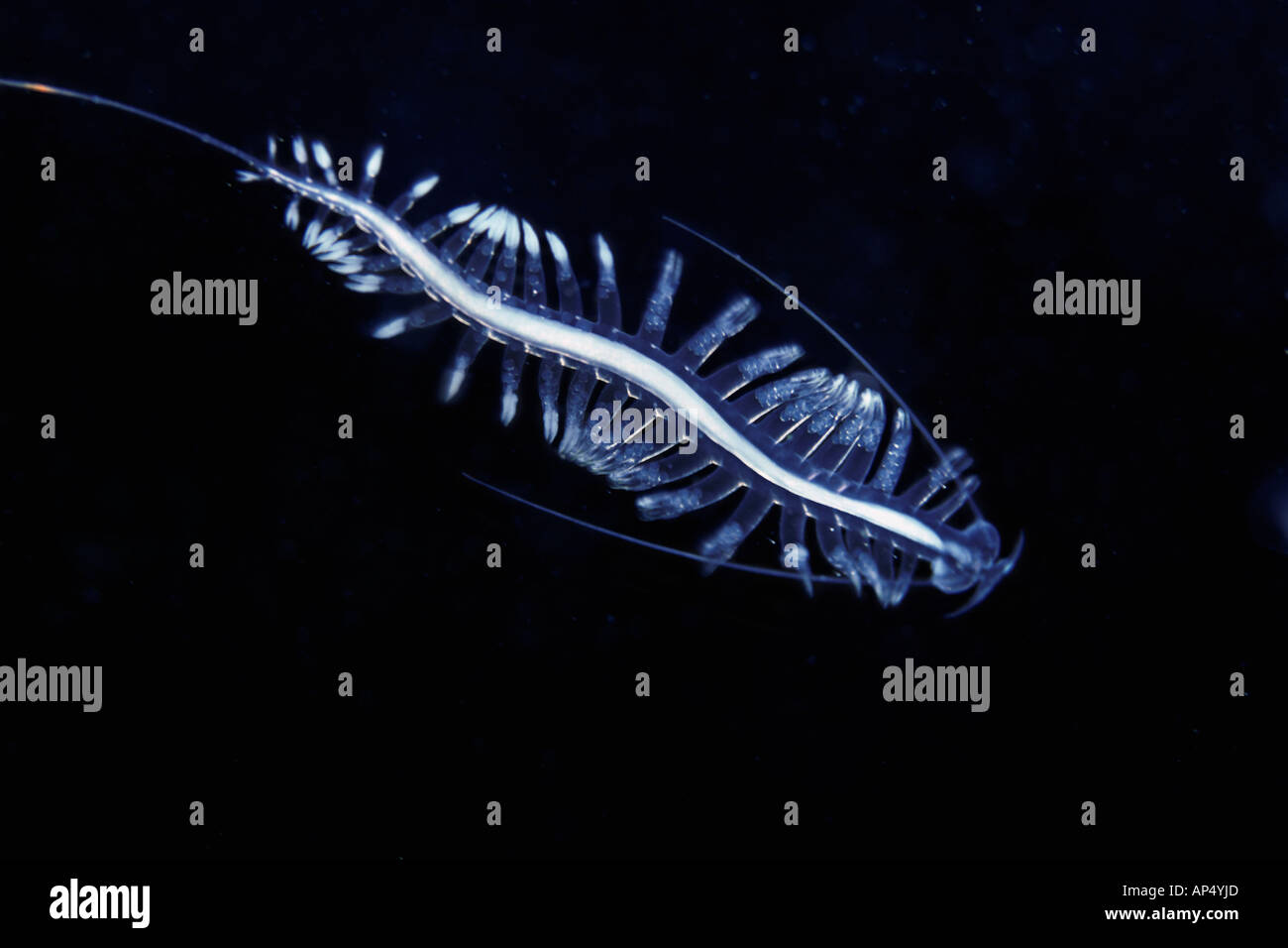 Tailed Pacific Transparent worm, Tomopteris pacifica, British Columbia, Canada. Stock Photo