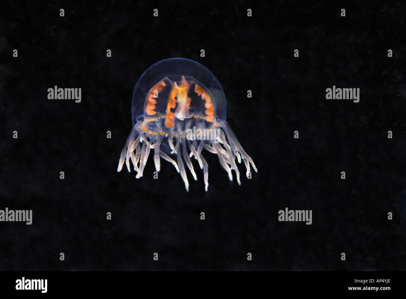 The clinging jellyfish, Gonionemus vertens, is also known as the orange