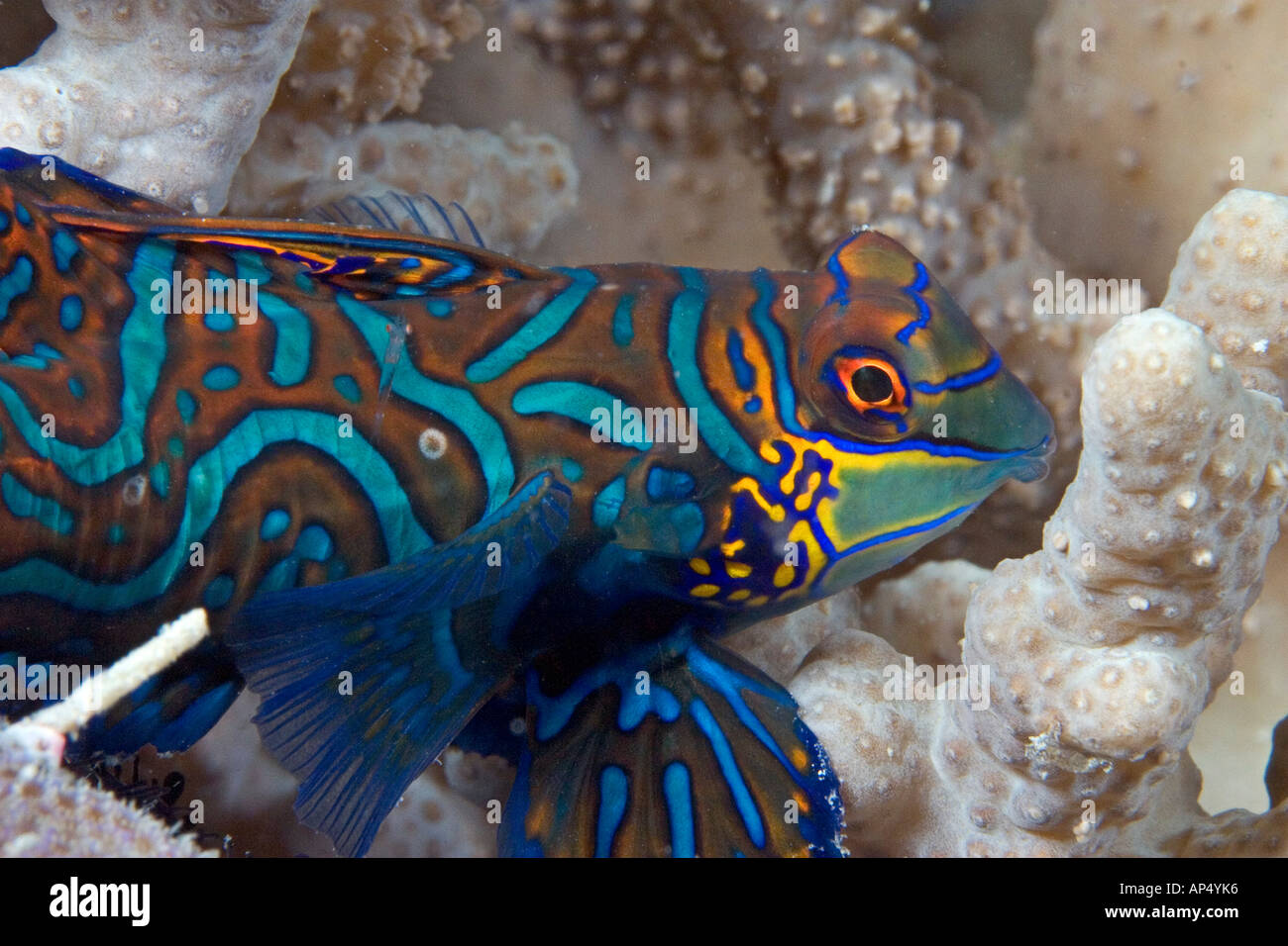 Mandarinfish, Synchiropus splendidus, Mabul Island, Malaysia. Stock Photo