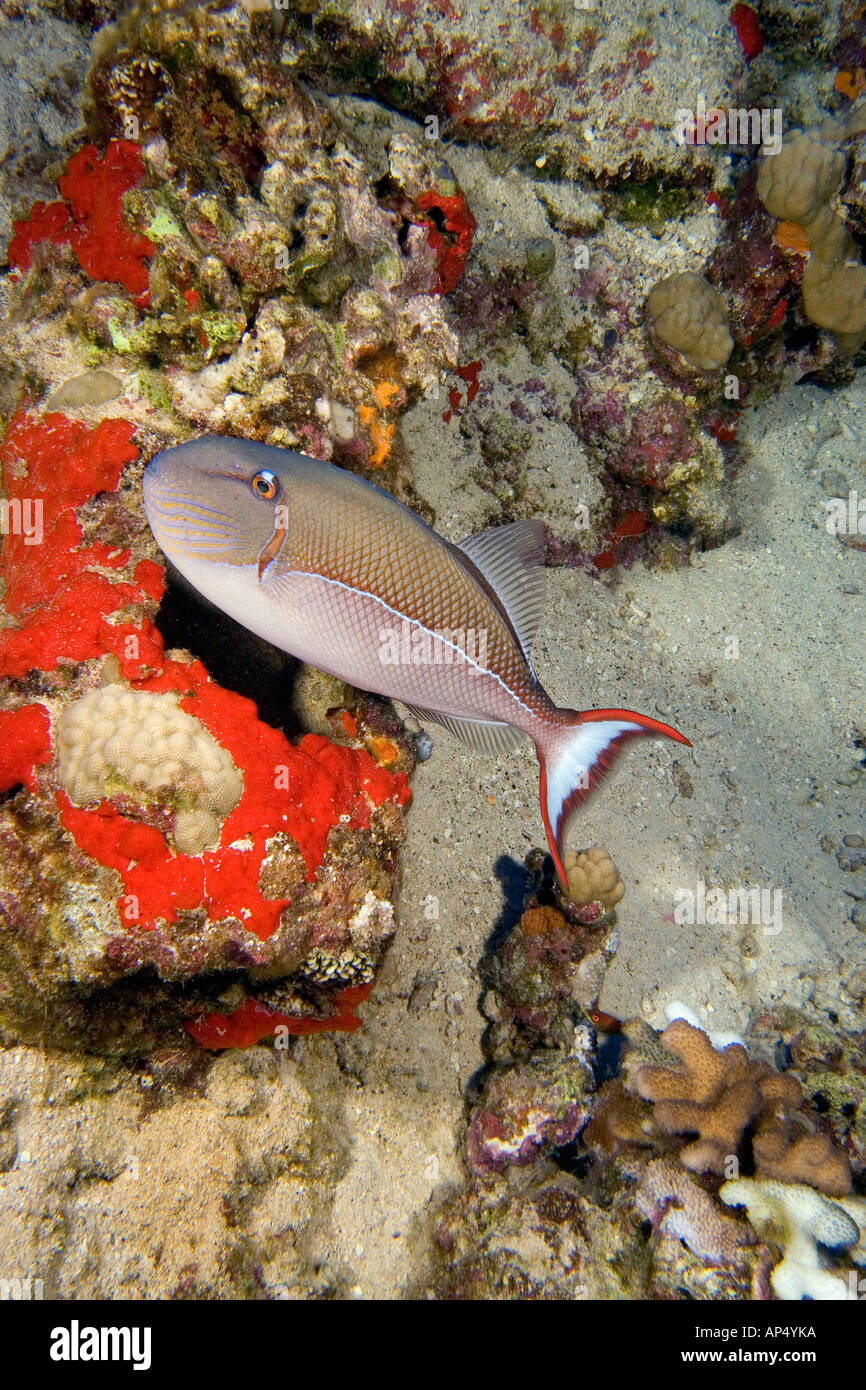 The blue lined triggerfish, Xanthichthys caeruleolineatus, is rarely seen around the main islands, Hawaii. Stock Photo