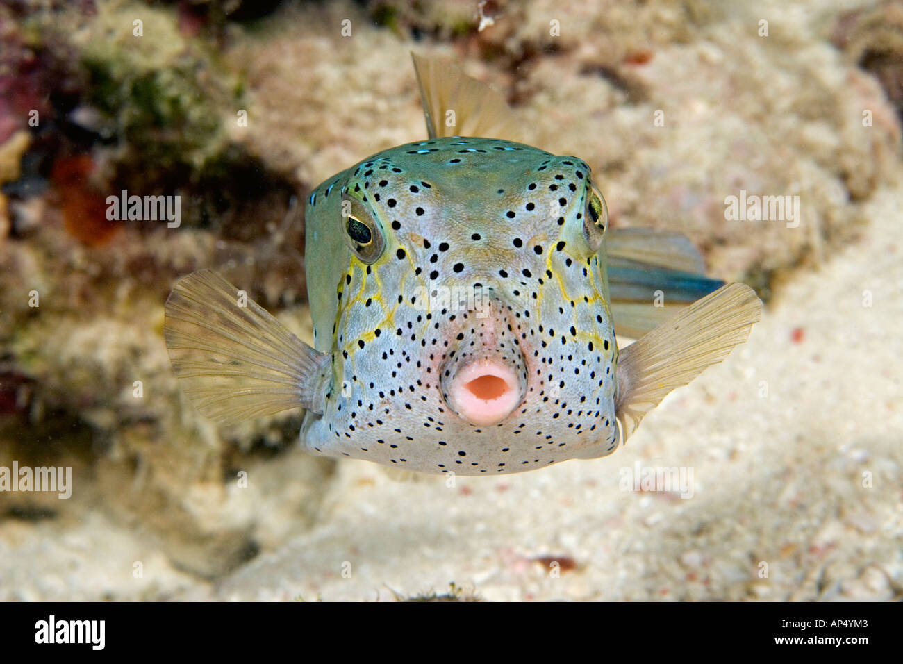 The yellow boxfish, Ostracion cubicus, begins life as a bright yellow juvenile. Pictured is an adult. Sipidan Island, Malaysia. Stock Photo