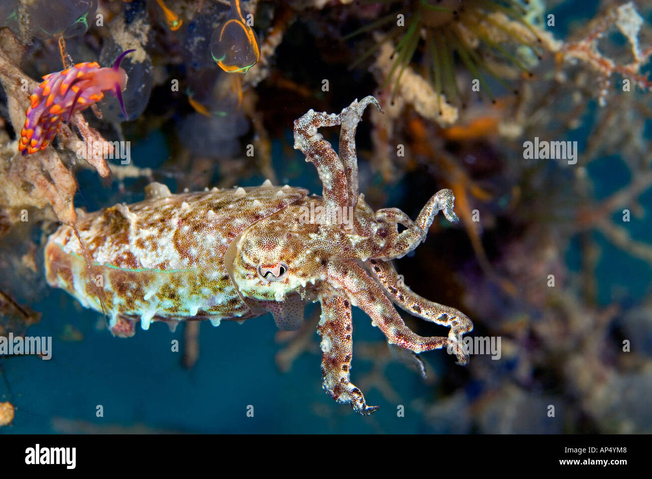As an adult the Papuan cuttlefish, Sepia papuensis, is only two inches long, Malaysia. Stock Photo
