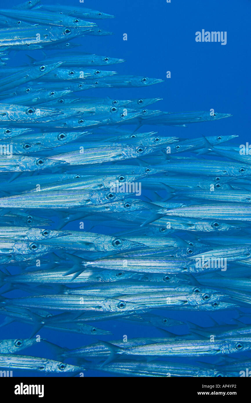 Heller's barracuda, Sphyraena helleri, Hawaii. Stock Photo