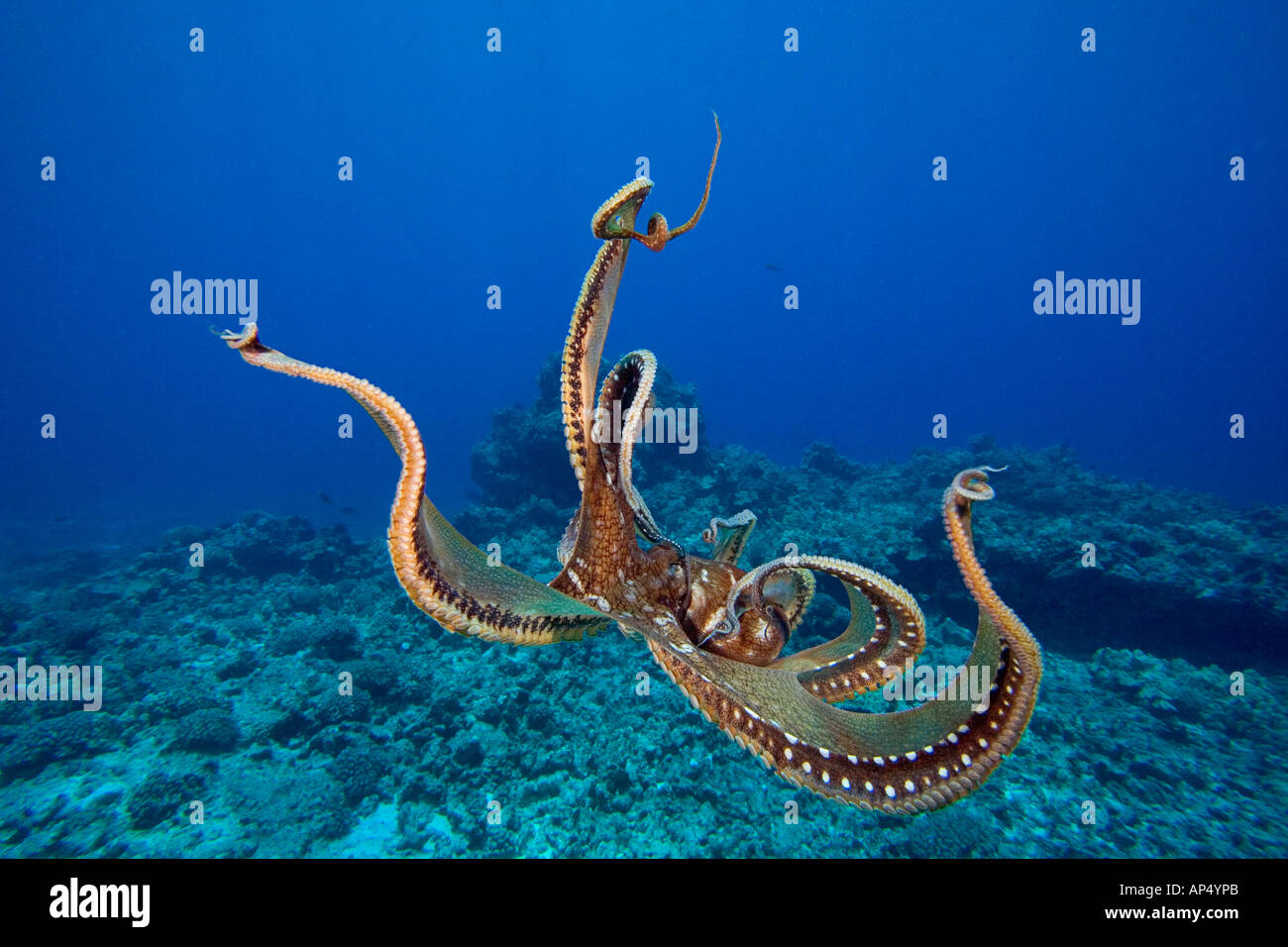 Day octopus, Octopus cyanea, Hawaii Stock Photo Alamy