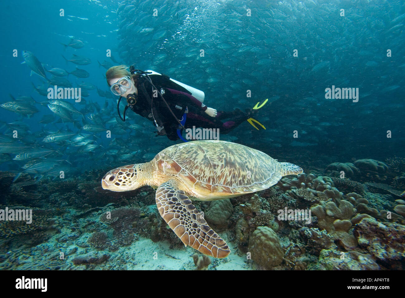 An endangered species, green sea turtles, Chelonia mydas, are a common ...